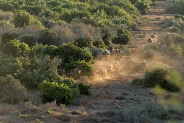 Buffalo kudde bij zonsondergang — Stockfoto