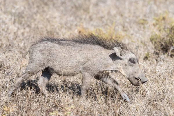 Warthog-grisunge blander seg med tørt gress – stockfoto