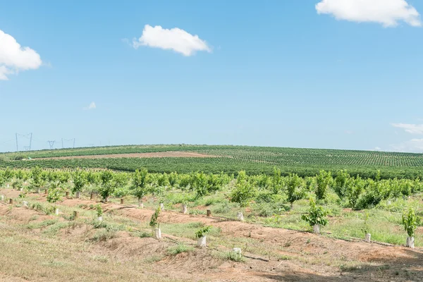 Citrus farming at the southern end of the Suurberg Pass — Stock Photo, Image