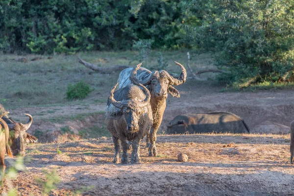 Búfalos cubiertos de barro al atardecer — Foto de Stock