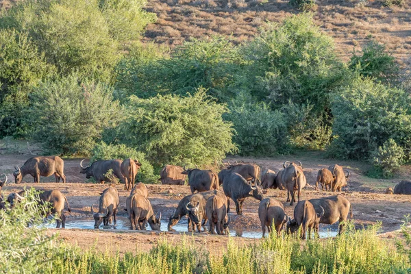 Buffalo stádo pití při západu slunce — Stock fotografie