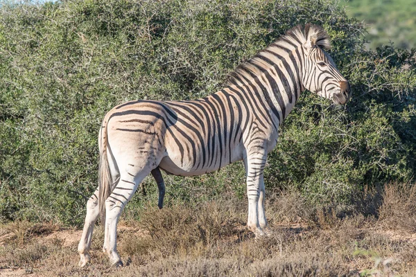 Burchells zebra hengst met geslachtsdelen zichtbaar — Stockfoto