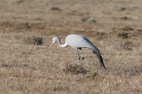 National bird of South Africa, the Blue Crane — Stock Photo, Image