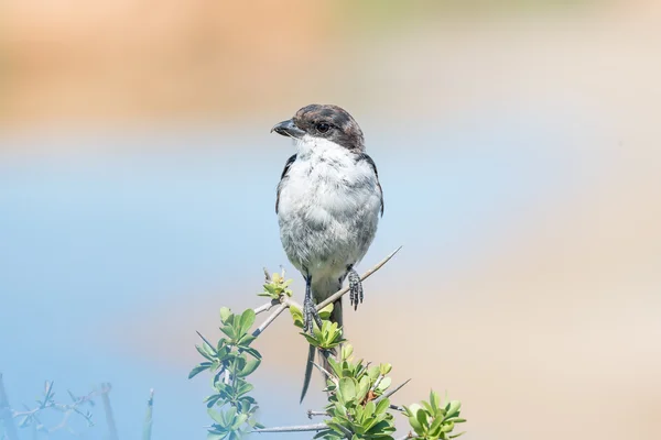 Gemeinsame Fiskalpolitik, lanius collaris — Stockfoto