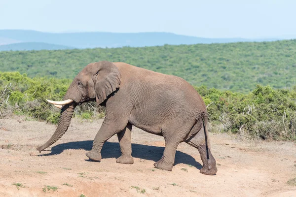 Afrikanische Elefantenwanderung — Stockfoto