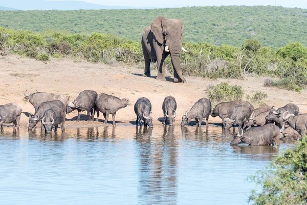 Manada de búfalos africanos y un elefante —  Fotos de Stock
