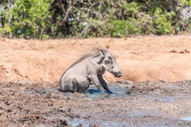 Çamur içinde oturan warthog