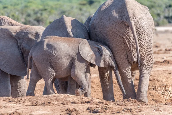 Elephant calf trying to get the attention of its mother — Stock Photo, Image