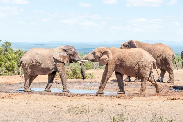 Toros elefantes en una prueba de fuerza — Foto de Stock