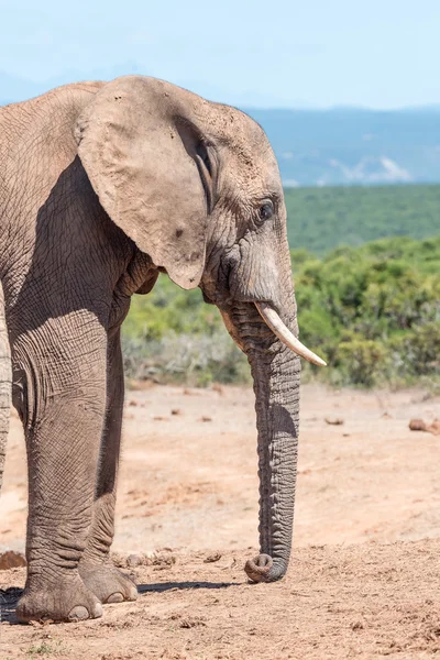Elefante coberto de lama descansando seu tronco — Fotografia de Stock