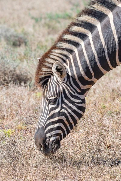 Nahaufnahme eines Burchells-Zebras auf der Weide — Stockfoto