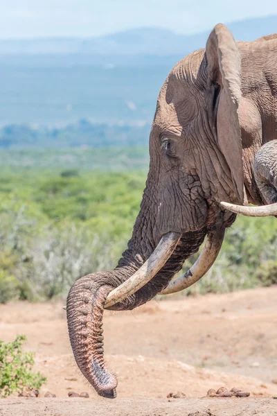 Elefante descansando seu tronco em uma presa — Fotografia de Stock