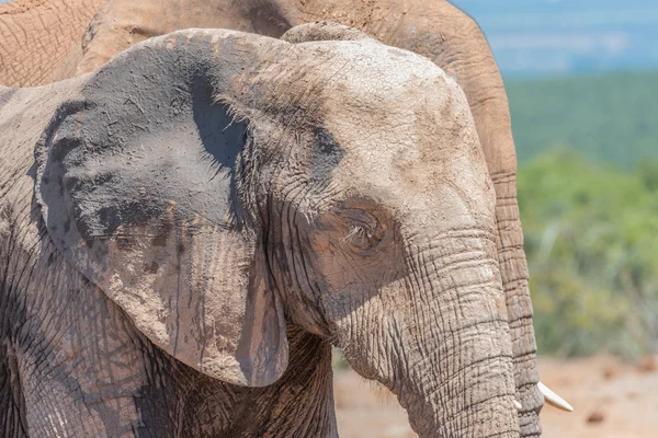 Viso coperto di fango di un elefante africano — Foto Stock