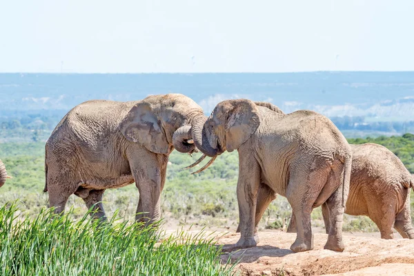 Mud covered elephants wrestling — Stock Photo, Image