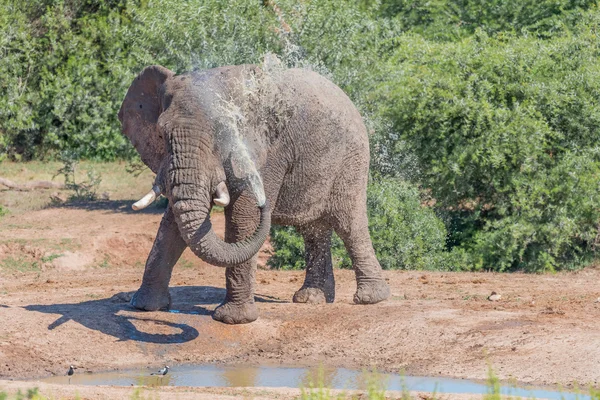 年轻非洲大象以泥浴 — 图库照片