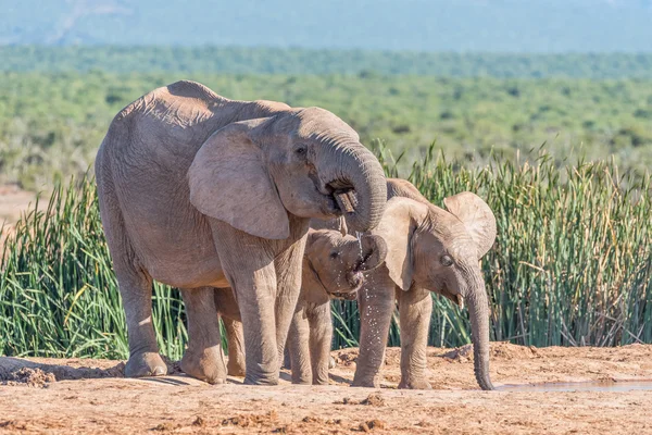 Elefante hembra y dos terneros bebiendo agua —  Fotos de Stock