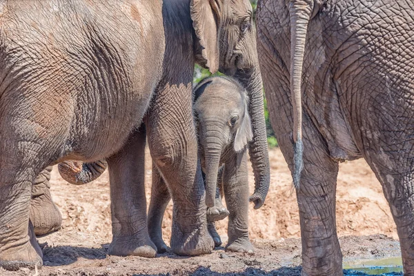 Elephant mother and calf — Stock Photo, Image