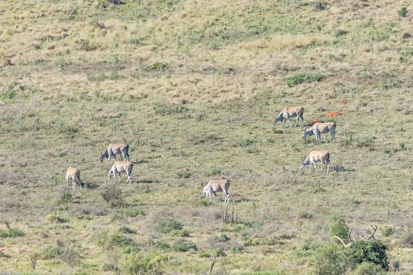 Eland sürüsü — Stok fotoğraf