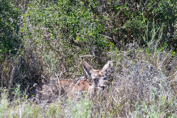 Joven becerro kudu escondido — Foto de Stock