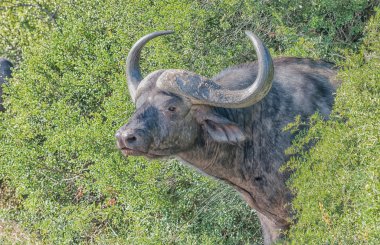 Cape buffalo portre