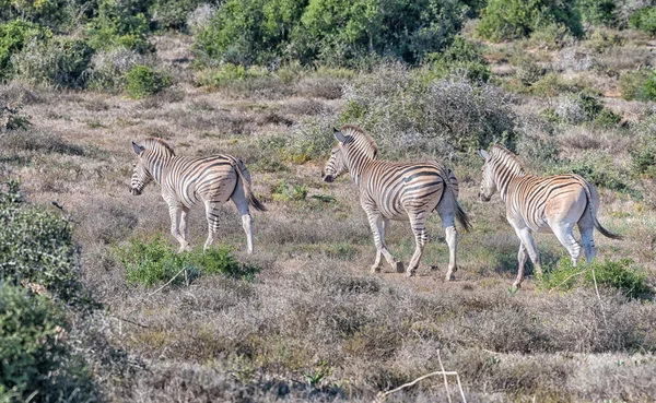 Három Burchells-zebras — Stock Fotó