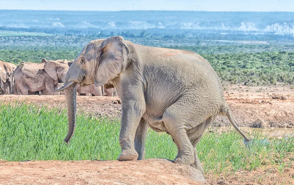 Elefante mohoso saliendo del abrevadero —  Fotos de Stock