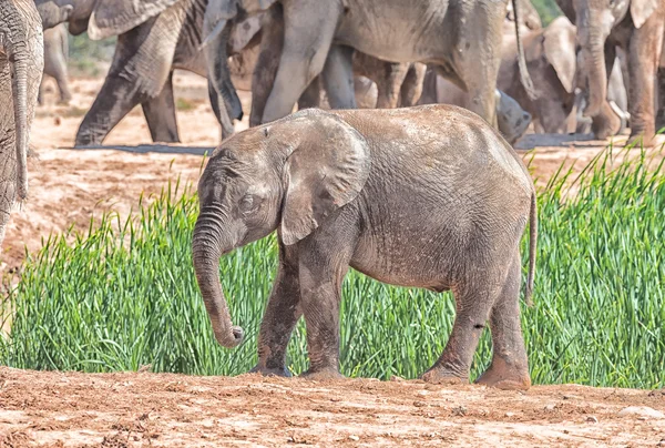 Ternero elefante mohoso —  Fotos de Stock