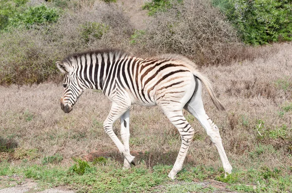 Burchells zebra veulen — Stockfoto