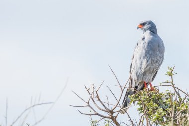 Güney soluk ilahi çakır kuşu