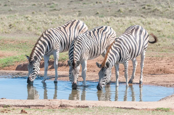 Burchells zebras beber — Fotografia de Stock