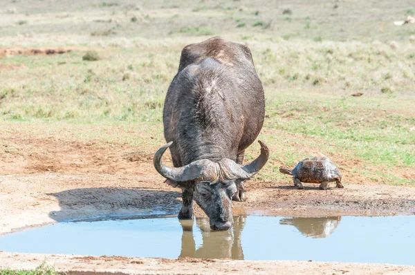 Kaapse buffels en Leopard schildpad — Stockfoto