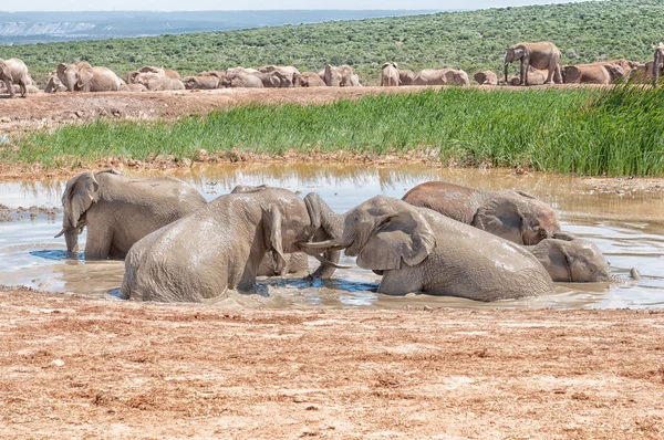 Sloni v vodní díry — Stock fotografie