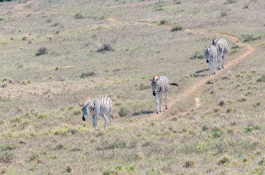 Üst üste yürüyüş Burchell zebralar