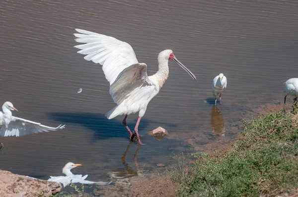 African spoonbill and Cattle egrets — Stock Photo, Image