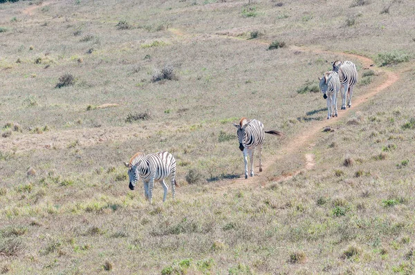 Burchells zebras walking in a row — Stock Photo, Image