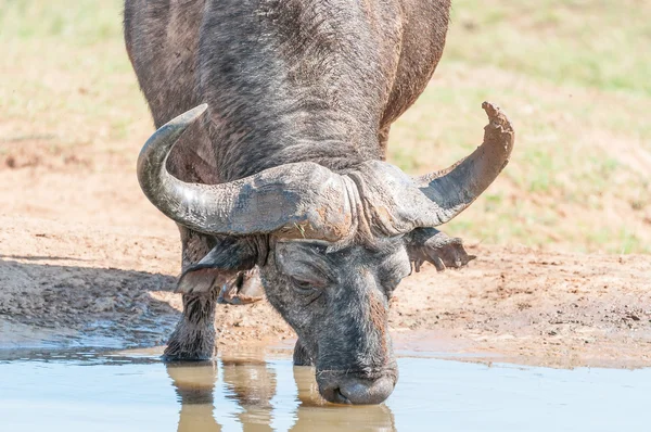 Kaapse buffels drinken — Stockfoto