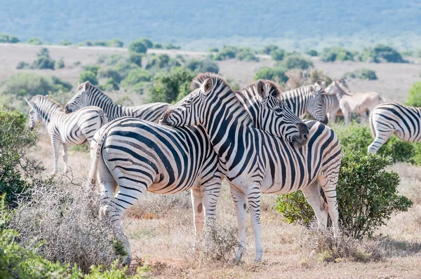 Zebras using each others backs as headrest — Stock Photo, Image