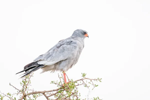 Südlicher Blassgesang-Habicht — Stockfoto