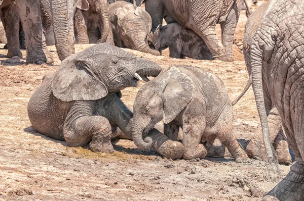 Elephant calves playing — Stock Photo, Image