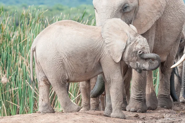 Elephant calf wiping eyes — Stock Photo, Image