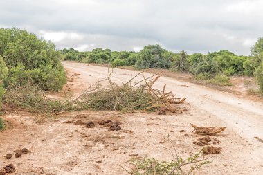 Sökülüp çalı ve fil gübresi