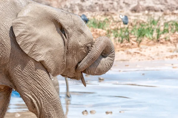 象の顔から泥を拭き取り — ストック写真