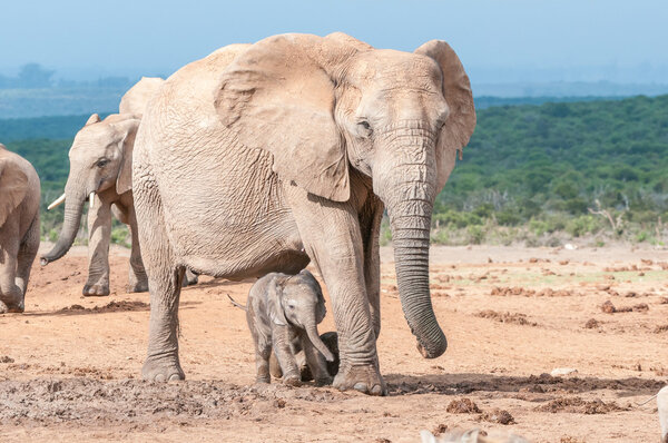 A tiny elephant calf, Loxodonta africana, walking between its mothers legs