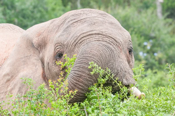 Close-up van de Afrikaanse olifant browsen — Stockfoto