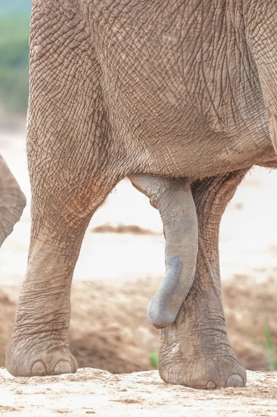Γεννητικά όργανα ενός αρσενικού αφρικανικού ελέφαντα — Φωτογραφία Αρχείου