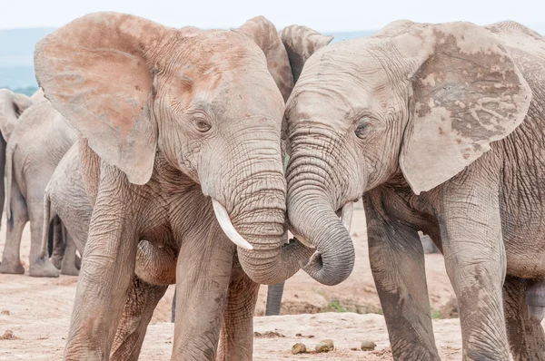 Elefantes africanos interactuando —  Fotos de Stock