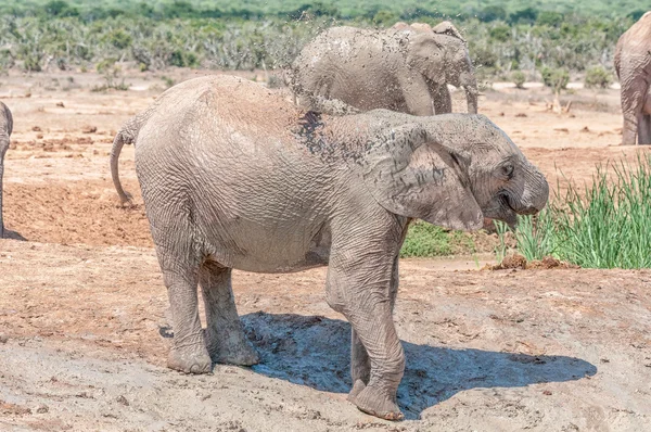 Ternero elefante tomando baño de barro —  Fotos de Stock