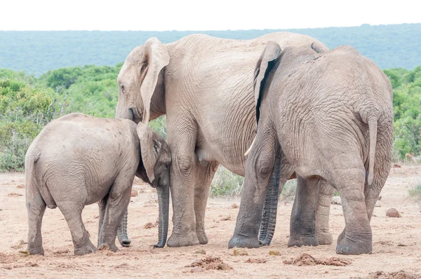 Elefante ternero buscando afecto de su madre —  Fotos de Stock