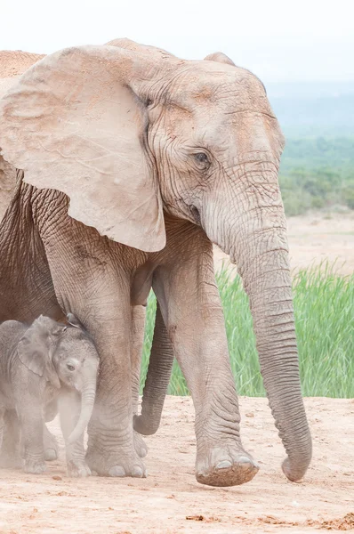 Olifant kalf wandelen in stof — Stockfoto