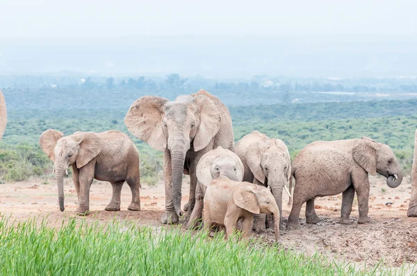 Familia de elefantes africanos — Foto de Stock